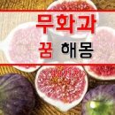 무화과 이미지