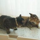 홍시예감 | 고양이 쿨매트 추천, 파미야 대리석 매트 2개째 사용 중