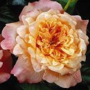 킹 (KING) 이미지