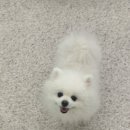 글로리 애견 유치원 이미지