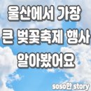 남목3동주민센터 | [울산] 숨겨진 벚꽃장소 및 대표적인 벚꽃 축제 명소 -soso