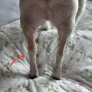 모아동물병원 | 천안 모아동물병원 슬개골탈구 수술 후기 천안슬개골수술병원추천