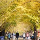 곡교천 은행나무길 이미지