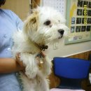 동인동물병원 이미지