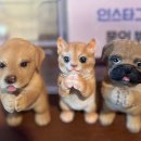 견생냥품 무인24시 대구 월성동점 네이버블로그