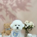 모모애견미용실 | 수원애견미용 잘하는 펫모모에서 비숑 가위컷 한 후기