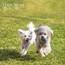 꽃길펜션 | 춘천펜션 꽃길만걷개 반려견동반