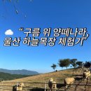 하늘구름목장 | [부산근교 아이와 가기좋은 곳] 울산 하늘목장 🌿 양과 함께하는 구름 위 힐링 나들이