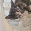 정읍시 신태인읍 화호 보건진료소 | 25. 07. 08 유기동물 등록현황(공고 212마리, 보호중 17마리)