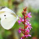 꽃과 나비 이미지