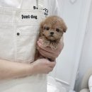 토이주니