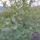 백일농장 이미지