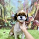 달고나 펫살롱 이미지