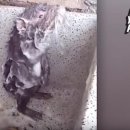 도그샤워 이미지