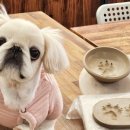 꼼지락 강아지 이미지