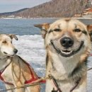 강아지 나라 이미지