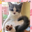 핑크젤리 이미지