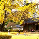 2011.11.5 전주 향교의 은행나무