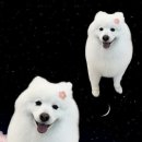 포실하개 이미지