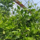 대유농장 이미지