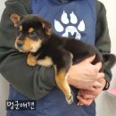 멍군애견 이미지