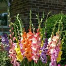 김인숙 농장 이미지