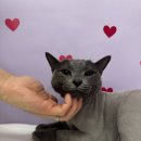 이츠펫 살롱 이미지