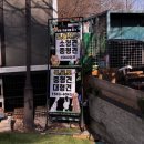 힐링파크 | 용인 애견카페 컨츄리독힐링파크 방문 후기｜바베큐 , 요일별 이용 방법