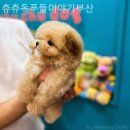 츄츄독
