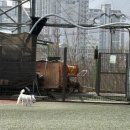 해피존 | 남양주 별내 강아지 애견카페 해피존 소형견 대형견 분리