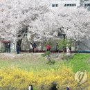 봄, 오다