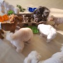 우리집 반려견 이해하기(행동코칭) | 엄마 잘 다녀와 강아지교육 반려견코칭 전문 강아지 일대일 맞춤 교육 돌봄 서비스 이젠 마음 편하게...