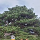 지리산둘레길 3구간 장항마을-중황마을 : 노루목 당산소나무와 지리산 천왕봉, 천상에 오르려는 꿈과 지상을 향한 사랑 이미지