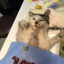 홍익동물종합병원 이미지