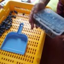 미운오리농장 이미지