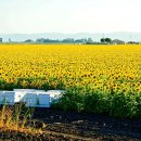 켈리포니아 이미지