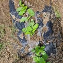 귀래농장 이미지