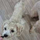 로이메디 이미지