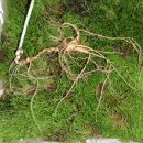 고려산삼 이미지