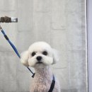 멍멍 스타일 | 증평애견미용 안녕멍멍, 처음 가는 분들 참고하면 좋을 후기