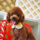 도그이살롱 이미지