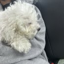 윤성진 안과/외과 동물병원 이미지