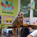 하이쥬- 다람쥐 원숭이와 팬더 쥐(신나는반,재밌는반) 이미지