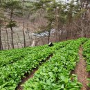 성의 농장 이미지