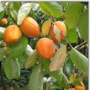 정옥농장 이미지