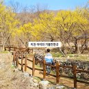 이천산수유마을 | 이천 아이와 가볼만한곳 경기도 3월 꽃구경 산수유 마을 축제 일정