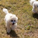 플레이 바우 이미지