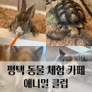 애니멀클럽 | [평택 카페] 17개월 아이도 뛰어놀기 좋은 동물카페! 평택 애니멀 클럽솔직 후기 (내돈내산)