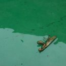 양지-2731 이미지