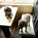 쁘띠시앙 이미지